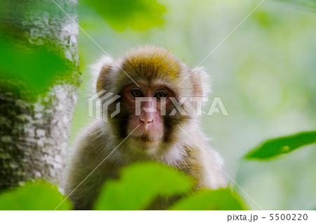 野生のニホンザル 5500220