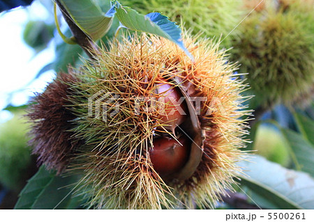 秋の味覚 秋の味覚 5500261