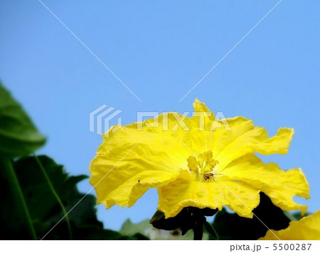 ウリの花 5500287