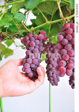 鉢植え葡萄 5500400