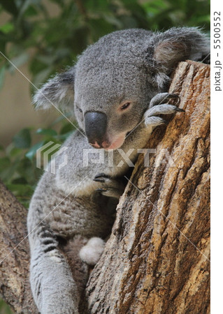 コアラの子ども 5500552