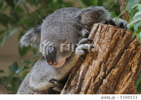 コアラの子ども 5500553