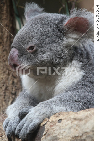 コアラ コアラ 5500554