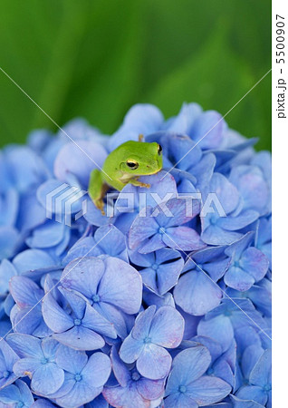 アジサイとカエル 5500907