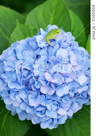 アジサイとカエル アジサイとカエル 5500908