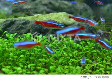 熱帯魚・水草 5501060