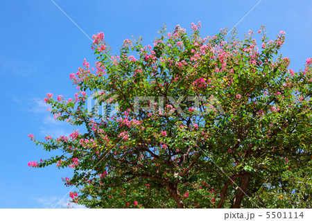 濃いピンク色のサルスベリの花と青空 濃いピンク色のサルスベリの花と青空 5501114