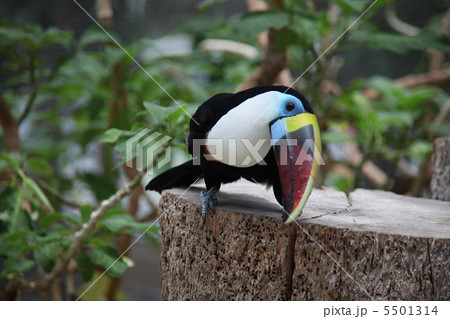 シロムネオオハシ シロムネオオハシ 5501314