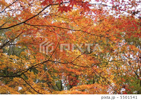 紅葉　 5501541
