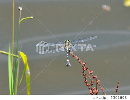 ハサミのような尾部付属器を持つオニヤンマのオス 5501698