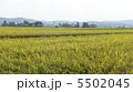 ぐんぐん実る秋晴れの稲穂 5502045