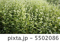 蕎麦の花 5502086