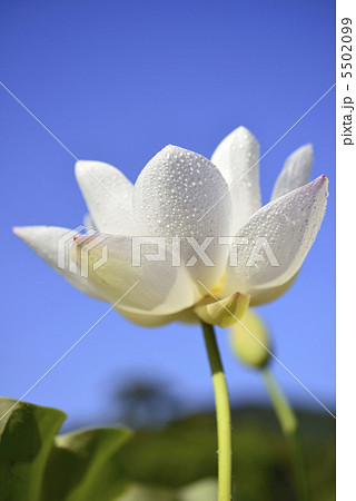 ハスの花と青空 5502099