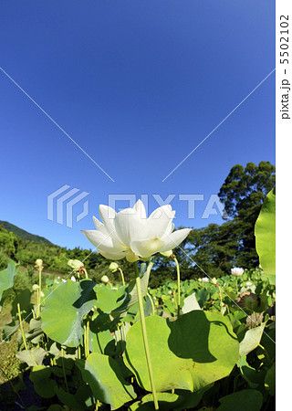 ハスの花と青空 5502102