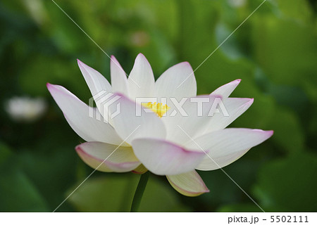 白いハス 5502111
