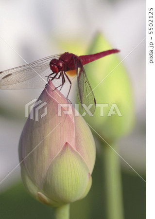 ショウジョウトンボとハスの蕾 5502125