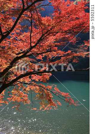 京都・嵐山の紅葉 5502311