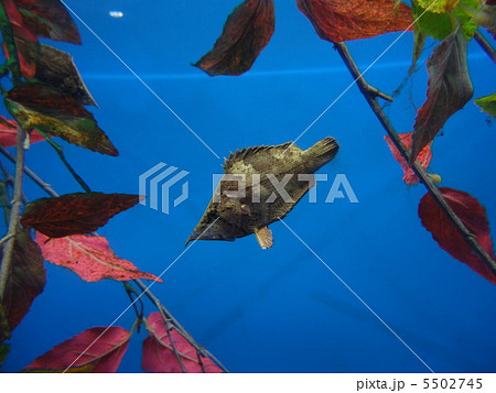 リーフフィッシュ 木の葉魚の写真素材