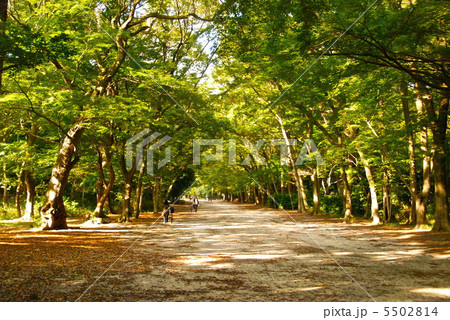 糺(ただす)の森（下鴨神社(賀茂御祖神社)／京都市左京区） 5502814