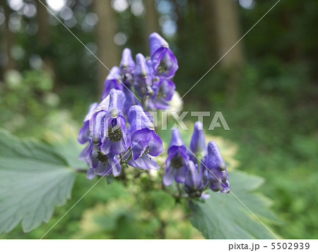 トリカブトの花 トリカブトの花 5502939