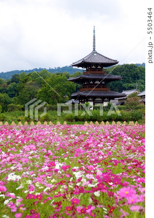 法起寺とコスモスのコラボレーション 法起寺とコスモスのコラボレーション 5503464