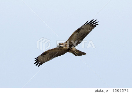 ノスリ ノスリ 5503572