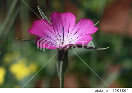 ムギセンノウ ムギセンノウ 5503864