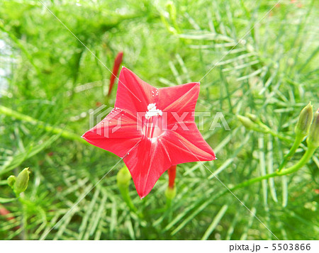 ルコウソウ（縷紅草） 5503866