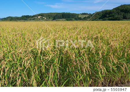 稲穂 5503947