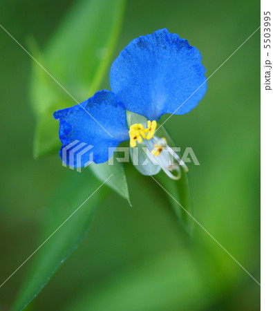 露草(ツユクサ) 花言葉:尊敬 Dayflower 露草(ツユクサ) 花言葉:尊敬 Dayflower 5503995