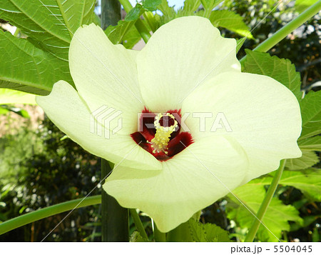 オクラの花 5504045