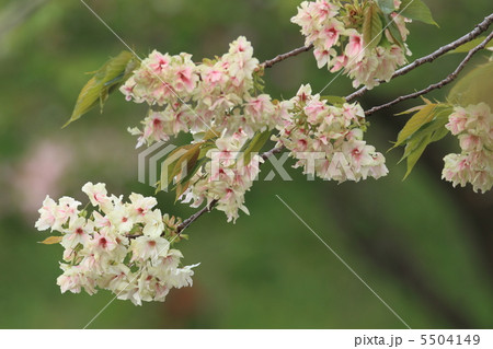 御衣黄桜 5504149