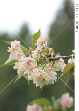 御衣黄桜 御衣黄桜 5504151