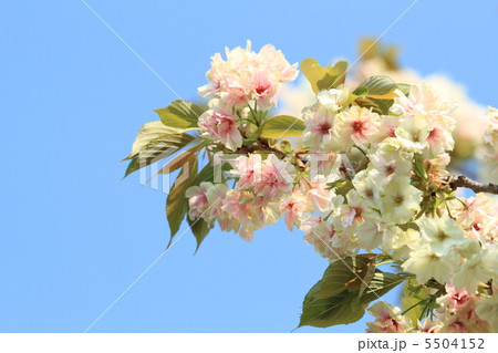 御衣黄桜と空 御衣黄桜と空 5504152