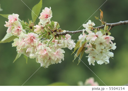御衣黄桜 御衣黄桜 5504154