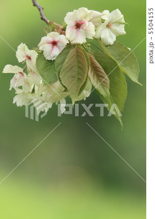 御衣黄桜 御衣黄桜 5504155