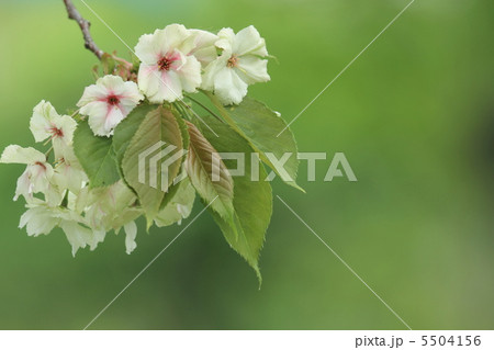 御衣黄桜 御衣黄桜 5504156