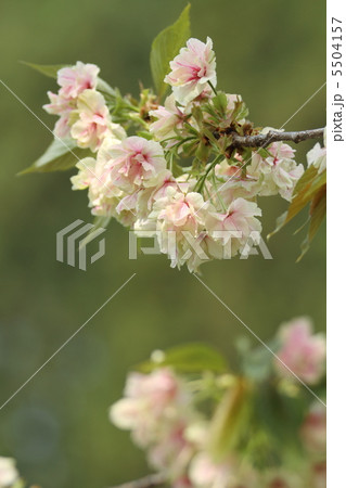 御衣黄桜 御衣黄桜 5504157