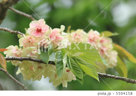 御衣黄桜 御衣黄桜 5504158