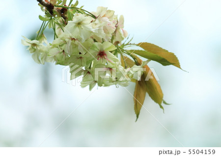 御衣黄桜 御衣黄桜 5504159