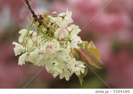 御衣黄桜 5504160