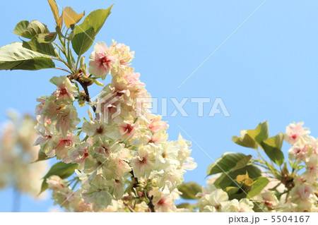 御衣黄桜と空 御衣黄桜と空 5504167