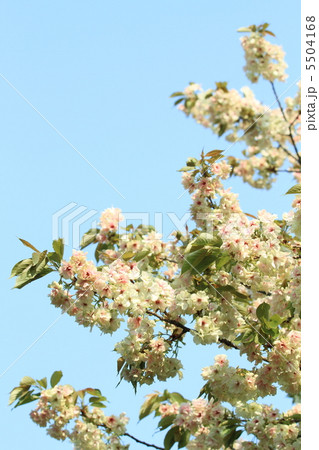 御衣黄桜と空 御衣黄桜と空 5504168