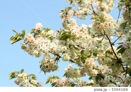 御衣黄桜と空 5504169