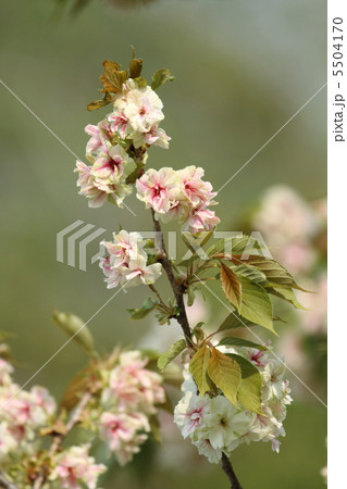 御衣黄桜 5504170