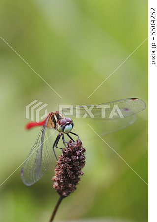 マイコアカネ マイコアカネ 5504252