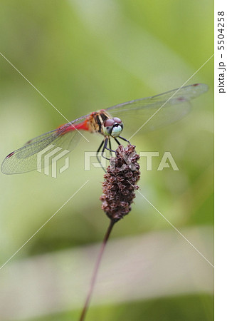 マイコアカネ 5504258