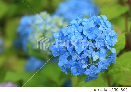 青い紫陽花 5504302
