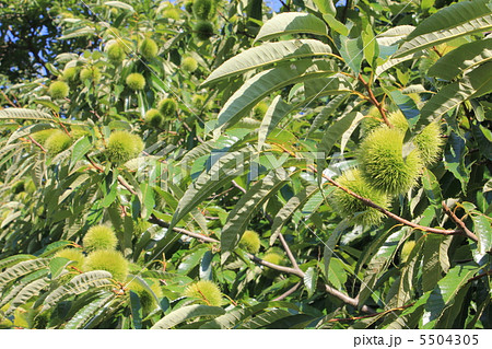 無題 無題 5504305