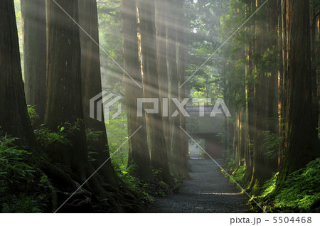 朝の戸隠神社参道 5504468